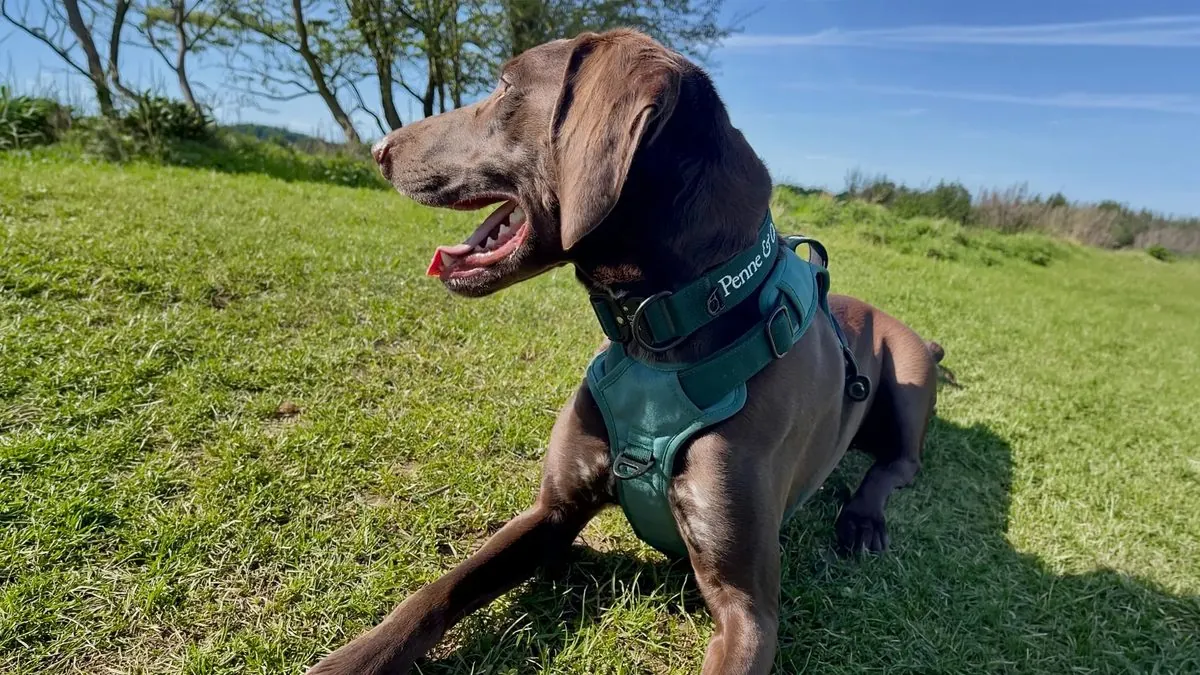 Dog wearing the Brecon harness outdoors, showing the chest plate and Y-shape design