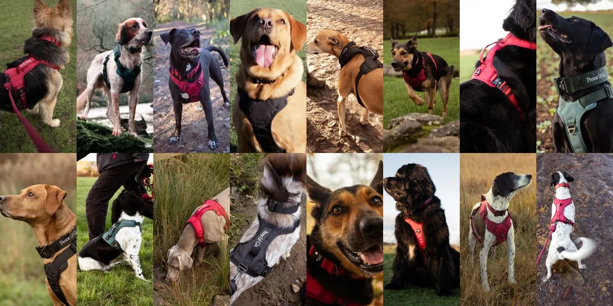 Happy dog wearing the Brecon harness