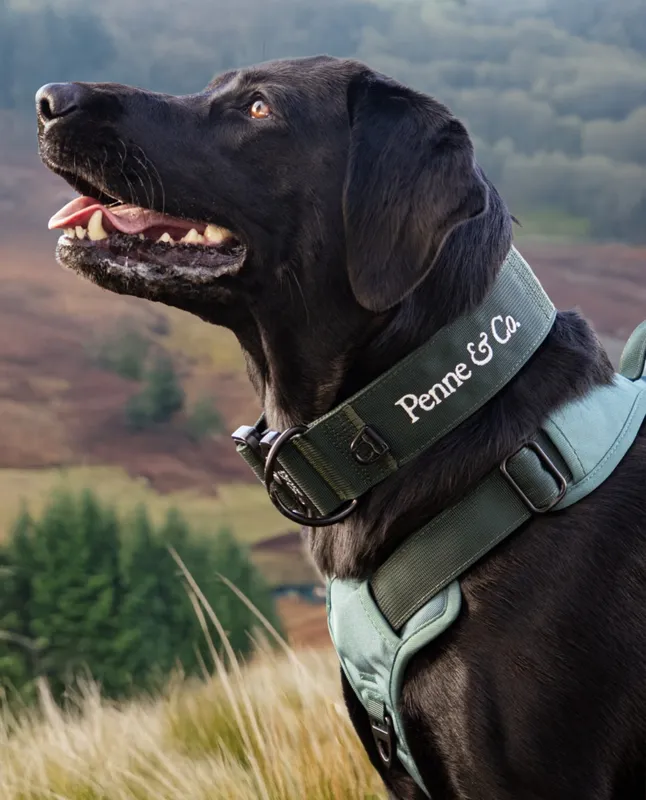 Lone M.'s black Labrador on a hillside in the Brecon Harness