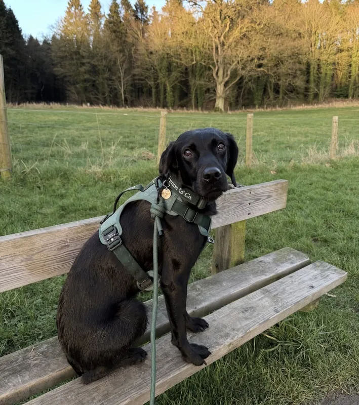 Moose, an 11-month-old Labrador, in the Brecon Harness