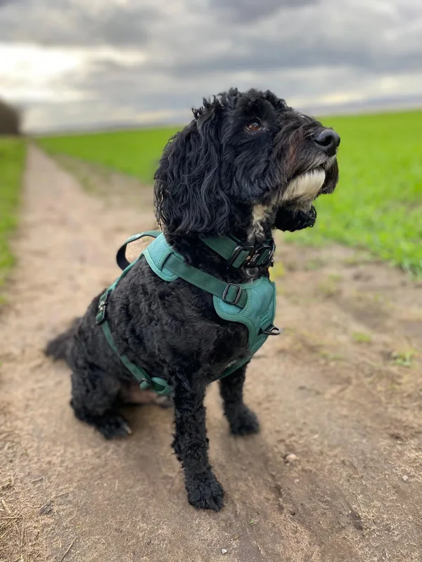 Carl W.'s dog in the green Brecon Harness