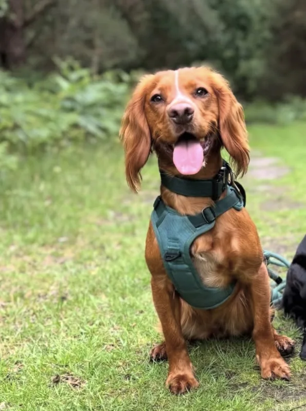 Elizabeth P.'s Romanian rescue in the Brecon Harness