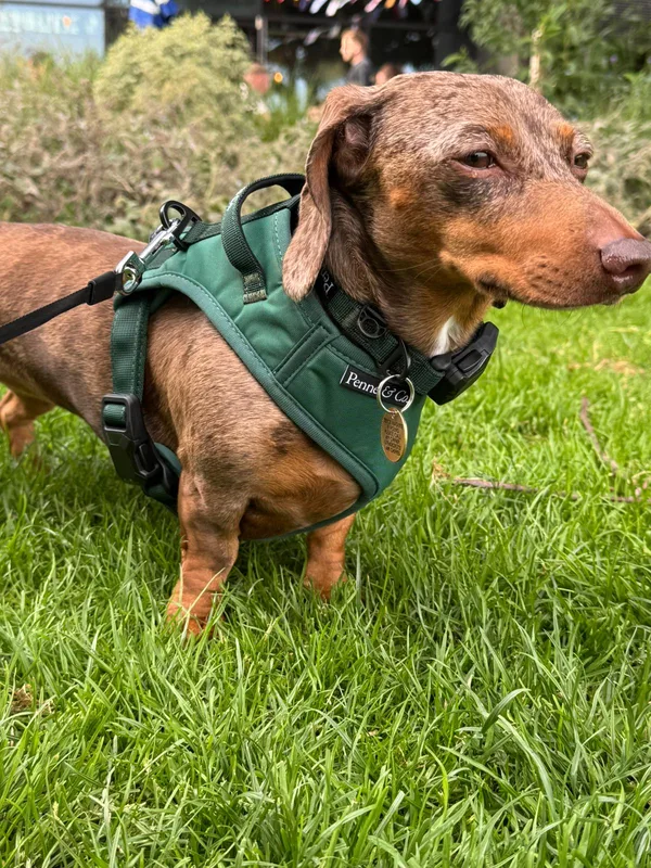 David M.'s dachshund in the Brecon Harness