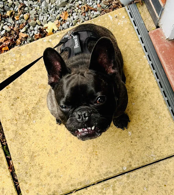 Queenie the French Bulldog in the Brecon Harness