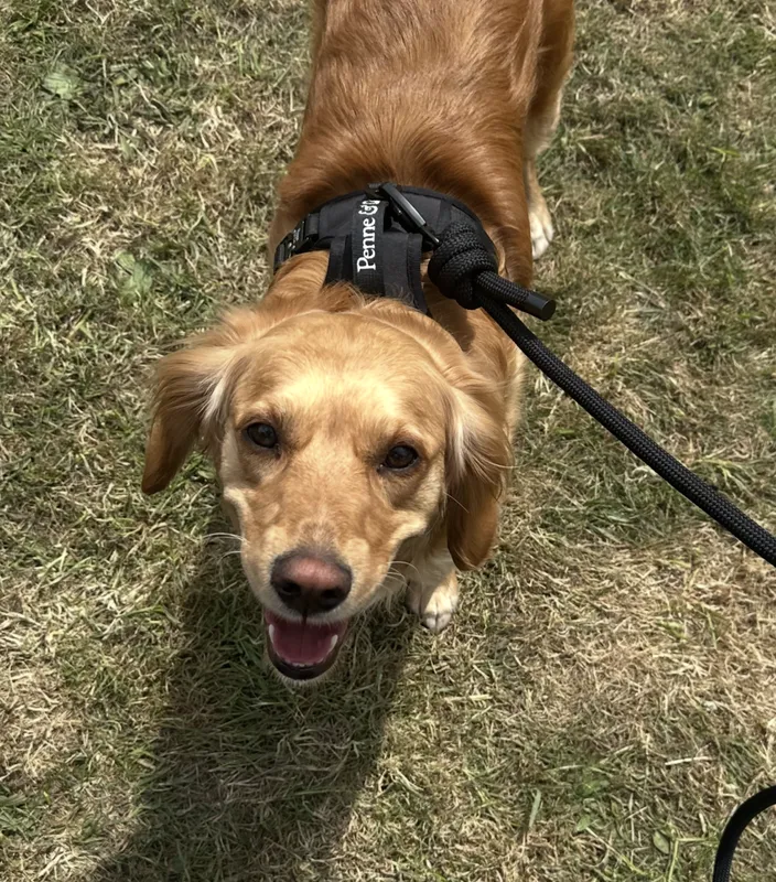 Mark's dog wearing the Brecon Harness