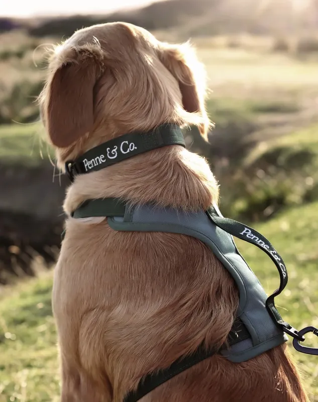 A Golden Retriever at sunset in the Brecon Harness