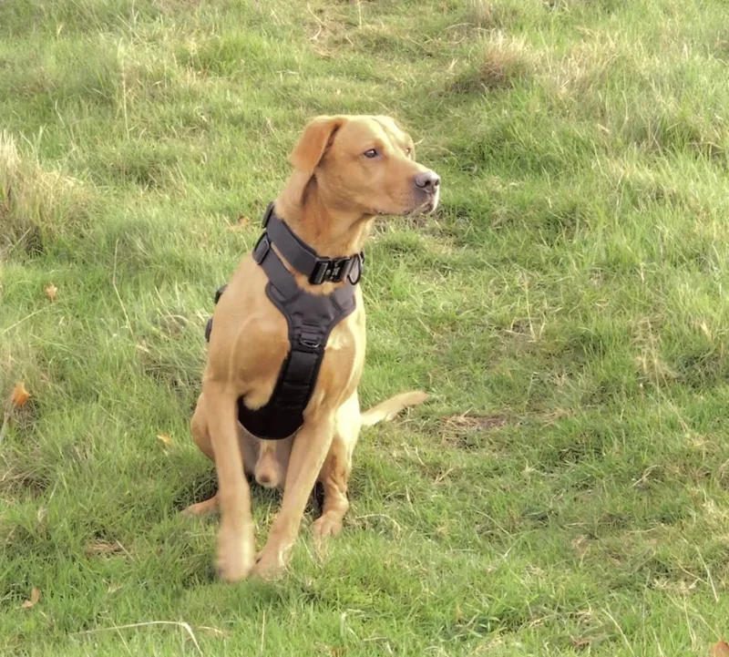 Richard M.'s dog on a walk in the Brecon Harness