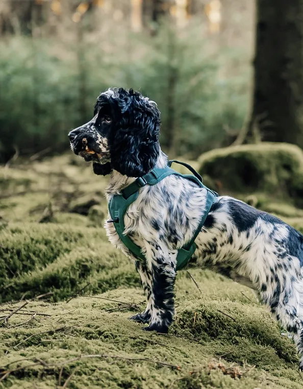 A spaniel in the Brecon Harness