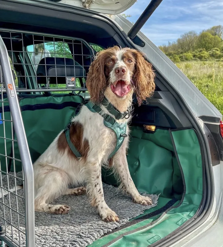Matt J.'s sprocker spaniel in the Brecon Harness