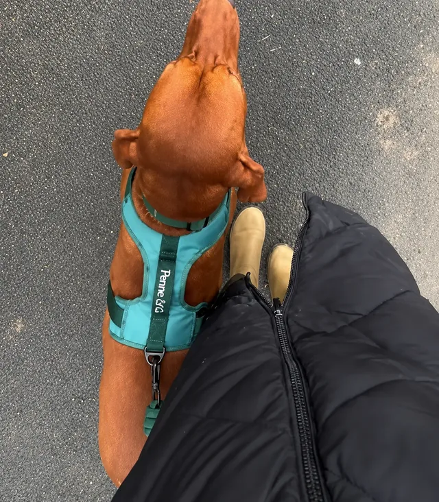 Ginger T.'s 25kg vizsla in the large Brecon Harness